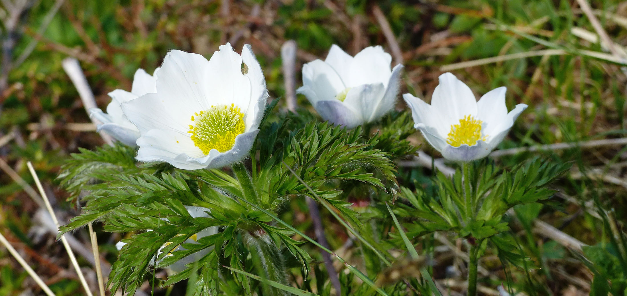 Narzissenblütige Anemone